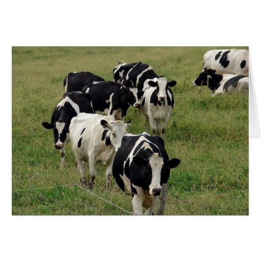 Melkvee weiland alle gelegenheid blanco groet (Voorkant Horizontaal)