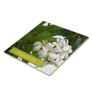 MELKWITTE PLUMERIA BLOESEMS MET GROEN GEBLADERTE TEGELTJE