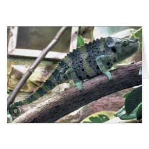 Meller's Chameleon - Chamaeleo melleri