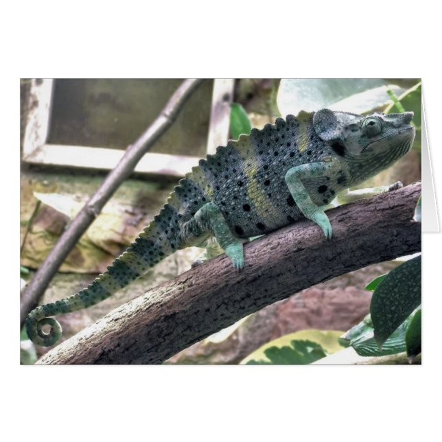 Meller's Chameleon - Chamaeleo melleri (Voorkant Horizontaal)