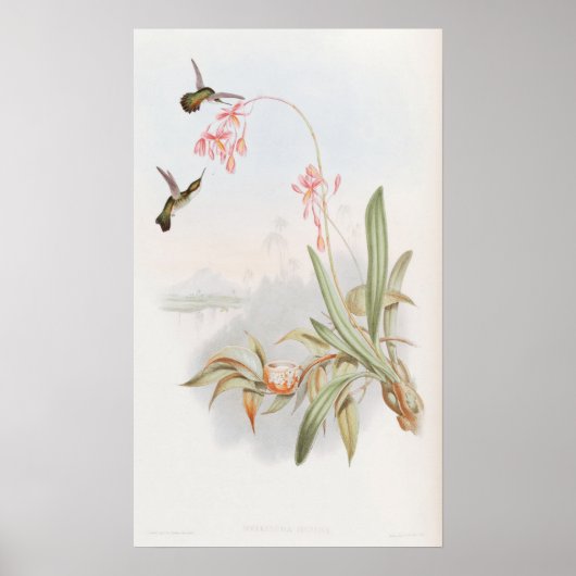 Mellisuga Minima Hummingbirds by John Gould Poster (Voorkant)