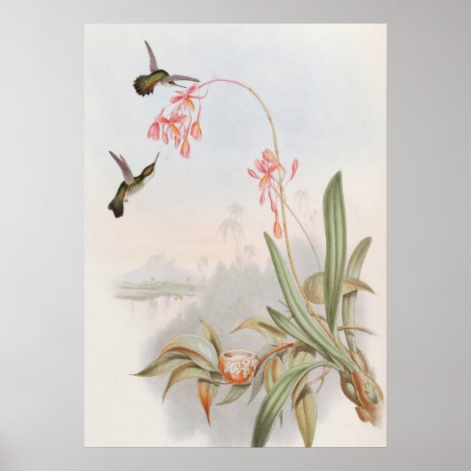 Mellisuga Minima Hummingbirds by John Gould Poster (Voorkant)