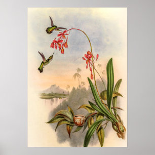 Mellisuga Minima Kolibries door John Gould Poster