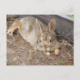 Mellow Bunny Briefkaart