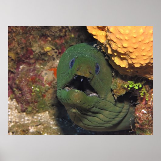 Mellow Moray Poster (Voorkant)