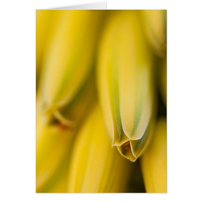 Mellow-Yellow Aloe (Voorkant)