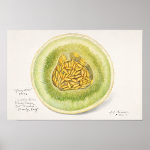 Meloen (Cucumis Melo) Waterverf van fruit Poster