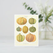 Meloenen Botanische Illustratie uit Zaad Catalogus Briefkaart (Staand voorkant)