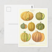 Meloenen Botanische Illustratie uit Zaad Catalogus Briefkaart (Voorkant / Achterkant)