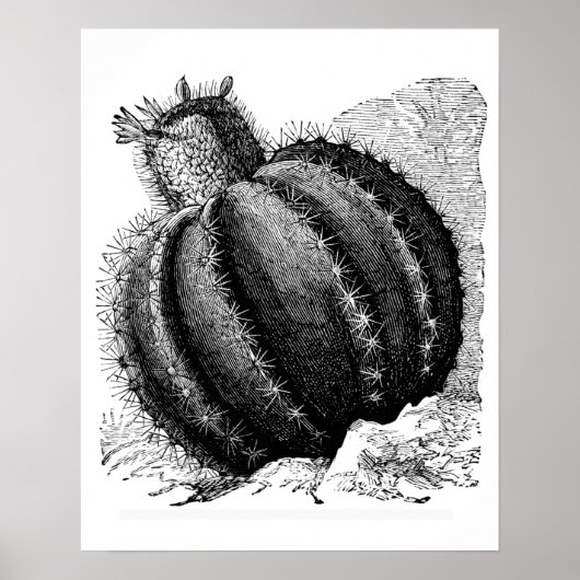Meloncactus Poster (Voorkant)