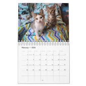 Melt Your Heart - MEOW 2023 Kitten Calendar Kalender (Feb 2026)
