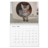 Melt Your Heart - MEOW 2023 Kitten Calendar Kalender (Jan 2026)