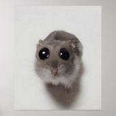 meme, hamster, hamster meme, droevige hamster, gra poster (Voorkant)
