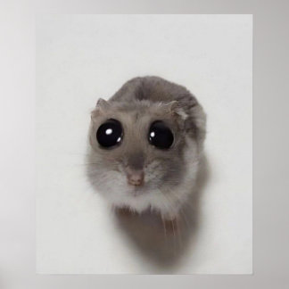 meme, hamster, hamster meme, droevige hamster, gra poster