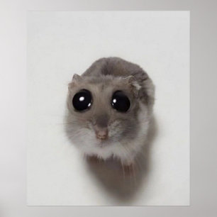 meme, hamster, hamster meme, trieste hamster, grap poster