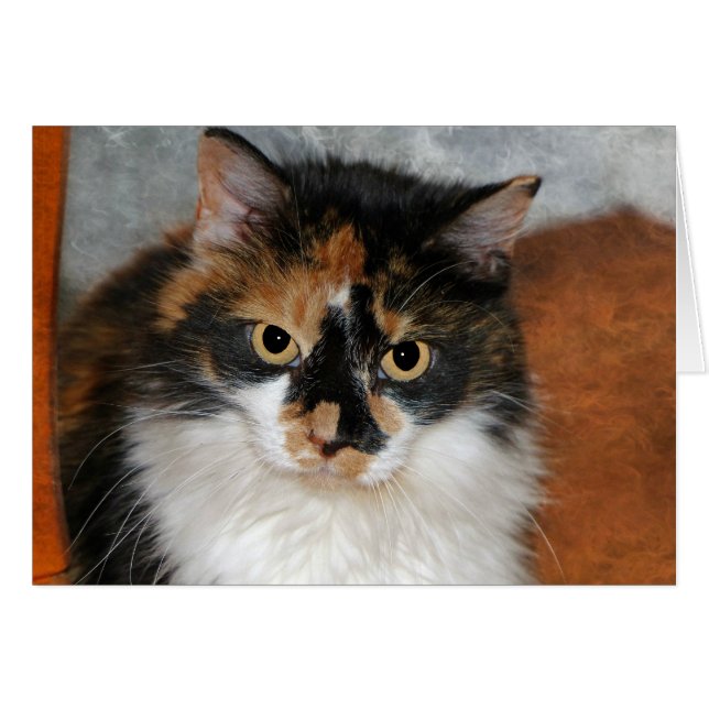 MeMeow (Voorkant Horizontaal)