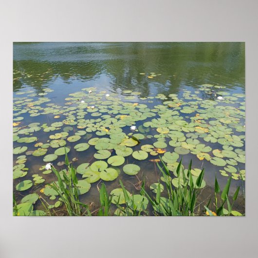 Memorial Park Wetlands Poster (Voorkant)