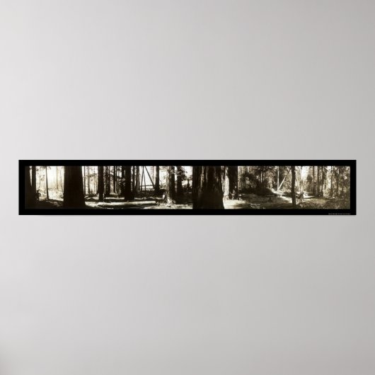 Mendocino, CA Redwood Lumberjacks Foto 1911. Poster (Voorkant)