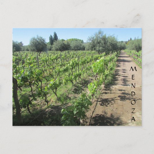 mendoza vineyard briefkaart (Voorkant)
