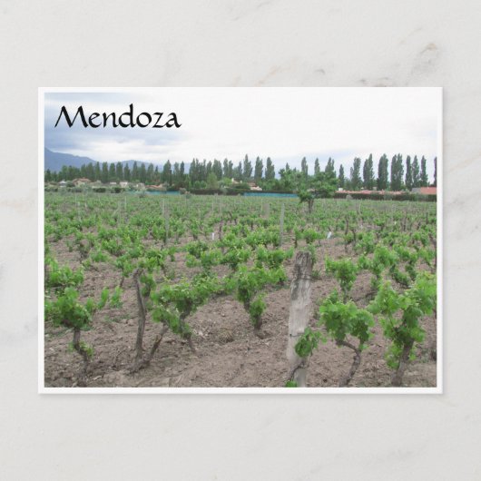 mendoza winery briefkaart (Voorkant)
