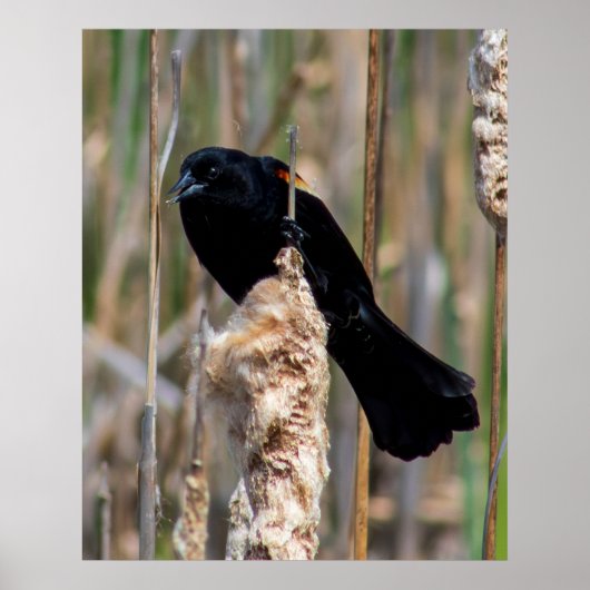 Meneer Blackbird Poster (Voorkant)