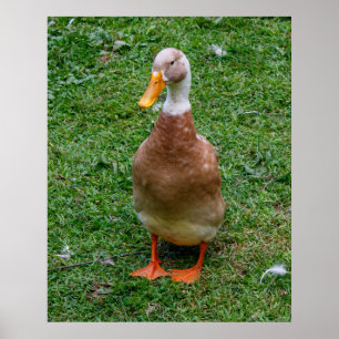 Meneer Eend Poster
