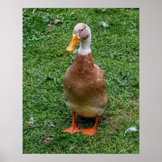 Meneer Eend Poster (Voorkant)