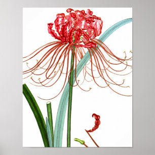 Mengsel Flora 601 print #2 Rood-spinelLily bloem