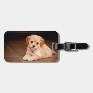 Mengsel van baby Maltese poedel of maltipoophondsh Bagagelabel