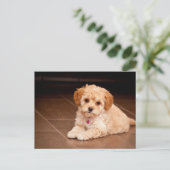 Mengsel van baby Maltese poedel of maltipoophondsh Briefkaart (Staand voorkant)