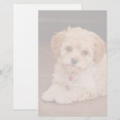 Mengsel van baby Maltese poedel of maltipoophondsh Briefpapier (Voorkant / Achterkant)