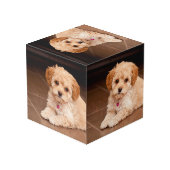 Mengsel van baby Maltese poedel of maltipoophondsh Kubus (Achter hoekig)