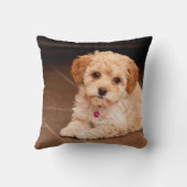 Mengsel van baby Maltese poedel of maltipoophondsh Kussen (Achterkant)