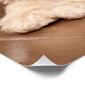 Mengsel van baby Maltese poedel of maltipoophondsh Perfect Poster (Hoek)