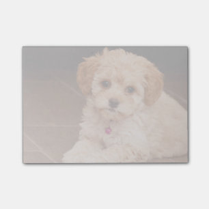 Mengsel van baby Maltese poedel of maltipoophondsh Post-it® Notes