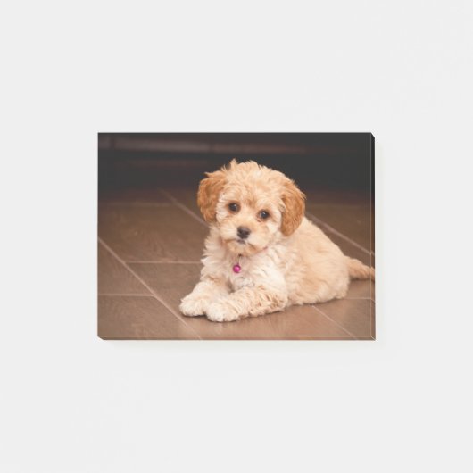 Mengsel van baby Maltese poedel of maltipoophondsh Post-it® Notes (Voorkant)