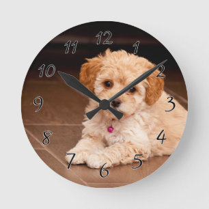 Mengsel van baby Maltese poedel of maltipoophondsh Ronde Klok