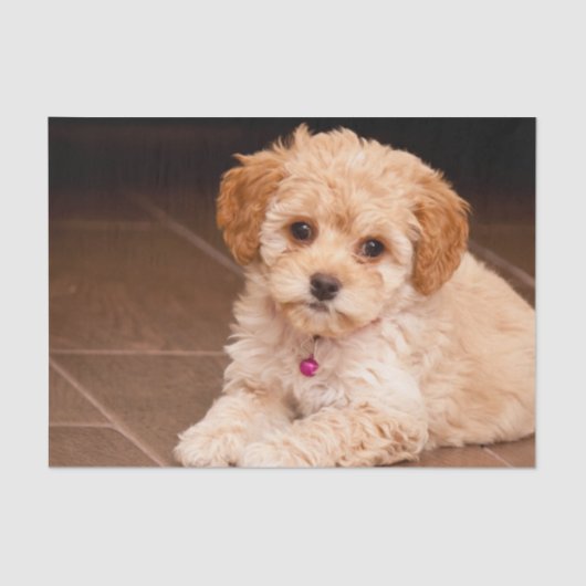 Mengsel van baby Maltese poedel of maltipoophondsh Tissuepapier (Voorkant)