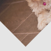 Mengsel van baby Maltese poedel of maltipoophondsh Tissuepapier (Detail)