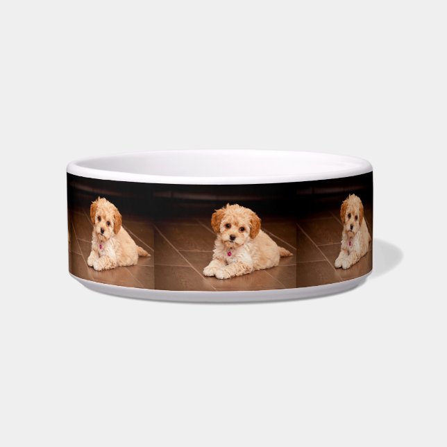 Mengsel van baby Maltese poedel of maltipoophondsh Voerbakje (Links)