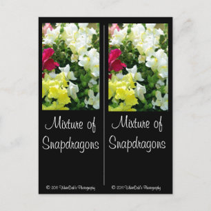 Mengsel van Snapdragons Briefkaart