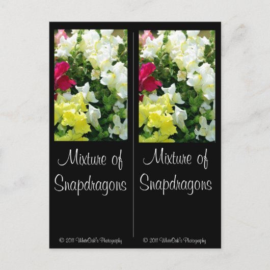 Mengsel van Snapdragons Briefkaart (Voorkant)