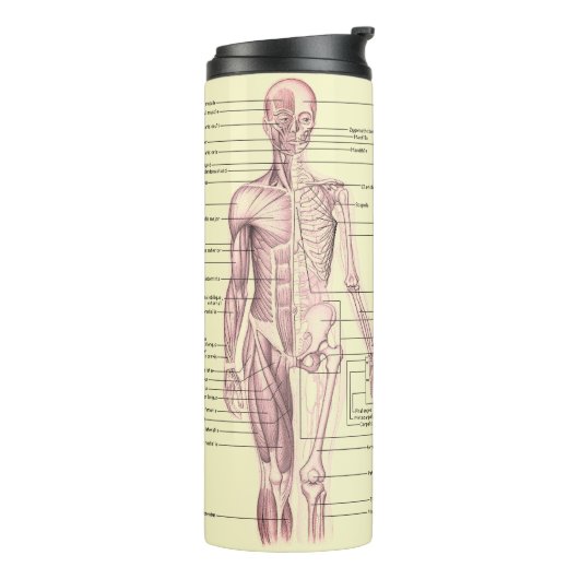 Menselijk anatomie Educatief medisch diagram Thermosbeker (Gedraaid links)