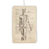 Menselijk anatomie- en fysiologische diagram luchtverfrisser (Voorkant)
