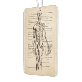Menselijk anatomie- en fysiologische diagram luchtverfrisser (Links)