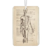 Menselijk anatomie- en fysiologische diagram luchtverfrisser (Achterkant)
