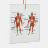 Menselijk anatomiespierdiagram keramisch ornament (Rechts)