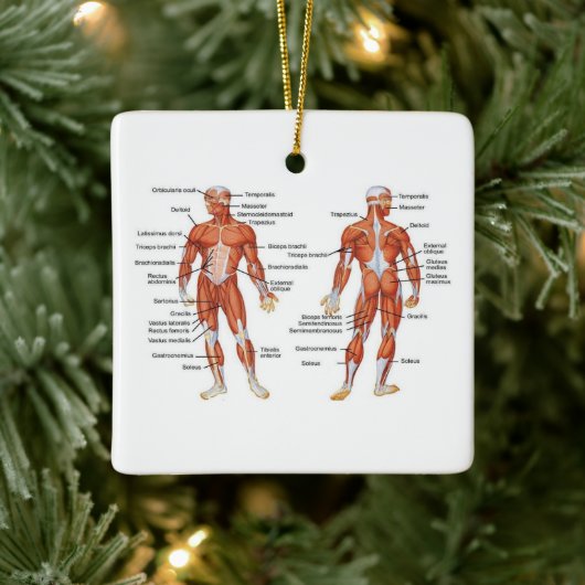 Menselijk anatomiespierdiagram keramisch ornament (Boom)