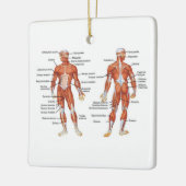 Menselijk anatomiespierdiagram keramisch ornament (Links)