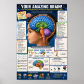 Menselijk Brein Infographic Poster (Voorkant)